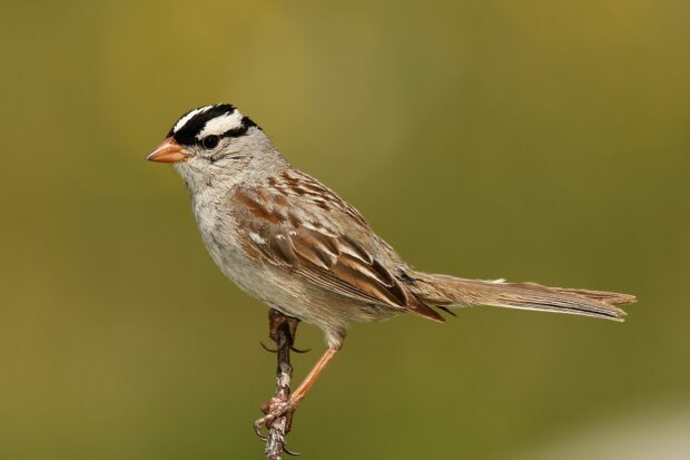 A sparrow bird perched calmly on a thin branch in natural light