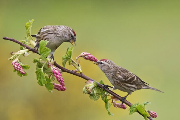 Two sparrow birds perched on a branch with pink buds and green leaves in nature