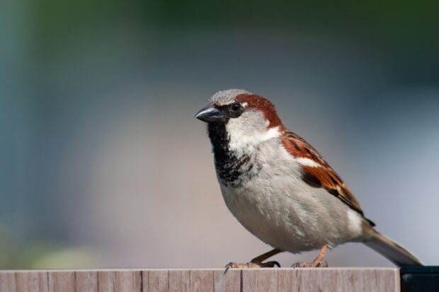 A close up of a sparrow bird perched on a wooden surface with blurred background