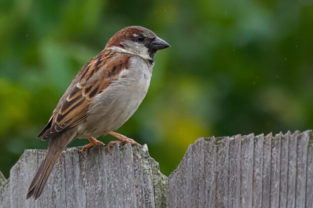A sparrow bird perched on a wooden fence in a natural green environment