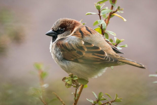 Close up of sparrow bird perched on a branch with green leaves