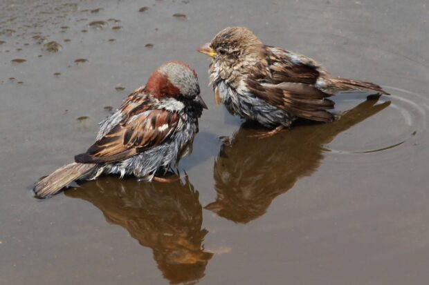 Two sparrow birds with wet feathers resting on shallow water surface