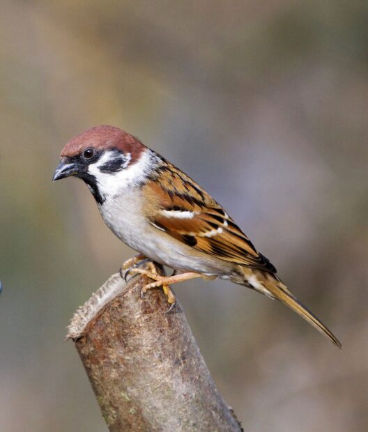 A sparrow bird perched on a tree branch in a natural setting