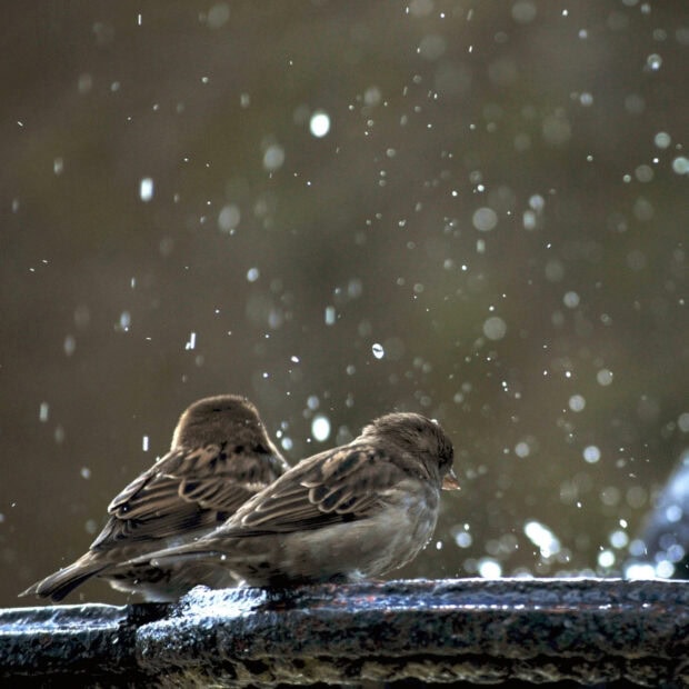 Two sparrow birds perched together in the rain on a wet surface