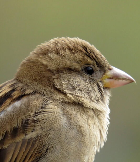 Close up of sparrow bird showing detailed feathers and beak on a soft green background