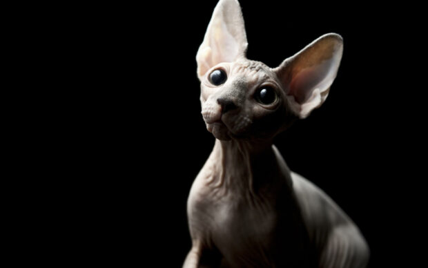 A close up portrait of a sphynx cat with large eyes and wrinkled skin against a black background