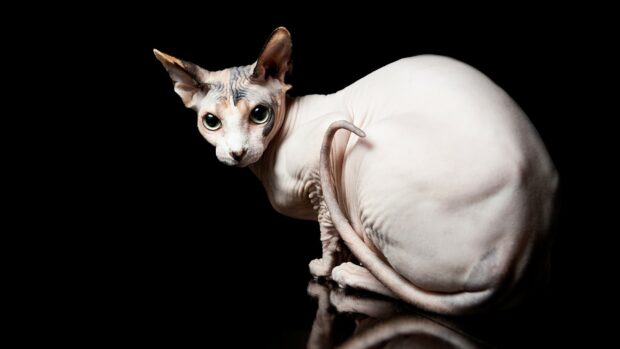 Curious sphynx cat with wrinkled skin sitting on reflective surface