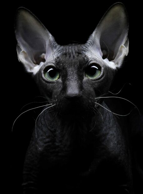 Close up of sphynx cat with green eyes and large ears in dark lighting