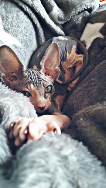 Close up of sphynx cat stretching on soft blankets with intense green eyes