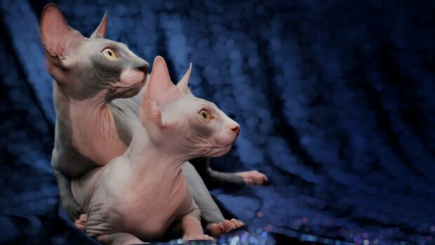 Two sphynx cats sitting together on a textured blue surface looking attentively