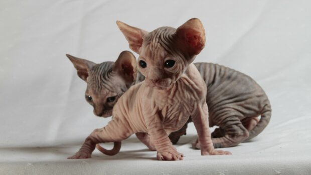 Two sphynx kittens with wrinkled skin sitting on a white surface