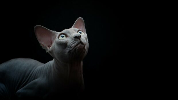 A close up of a sphynx cat looking upward with detailed skin texture and bright eyes