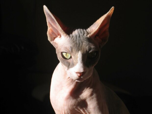 A close up of sphynx cat showing its hairless skin and sharp ears in natural light
