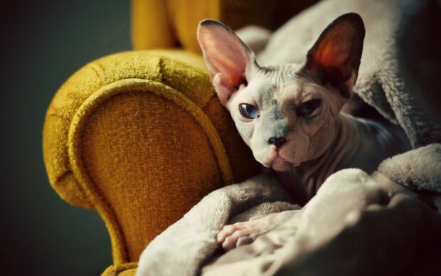 A sphynx cat resting on a cozy blanket on a vintage yellow armchair