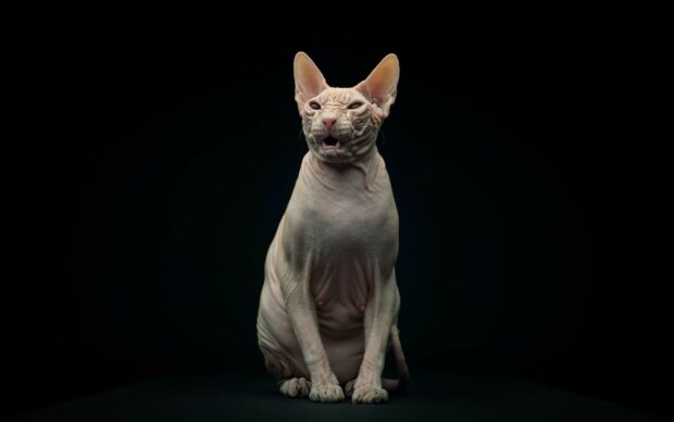 Hairless sphynx cat sitting calmly against a dark background with wrinkled skin and large ears