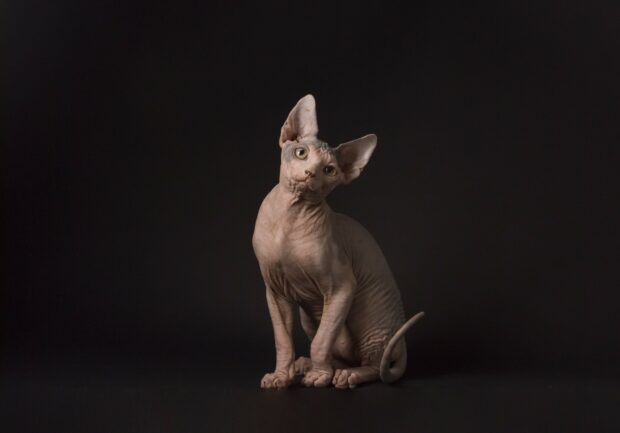 Hairless Sphynx cat sitting with a curious expression against a dark background