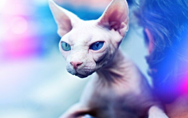 A close up of a sphynx cat with blue eyes in a soft colorful background