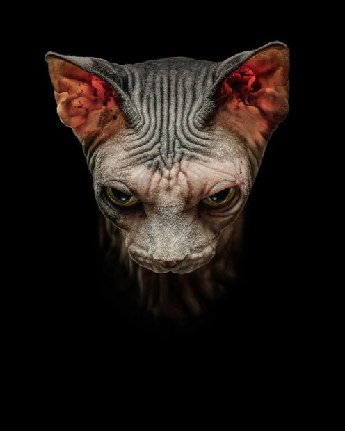 Close up of a sphynx cat showing its wrinkled skin and intense eyes