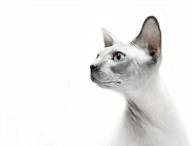 Close up of sphynx cat with blue eyes looking sideways in white background
