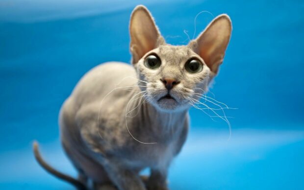 Hairless sphynx cat with large eyes and long whiskers on blue background