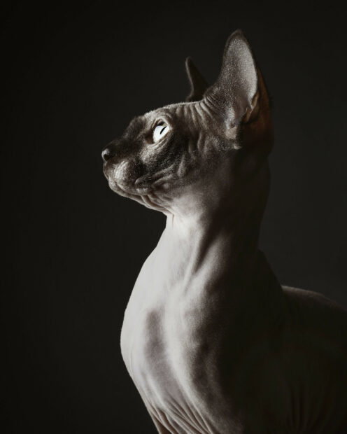 Sphynx cat with wrinkled skin and attentive gaze looking upwards in dark lighting