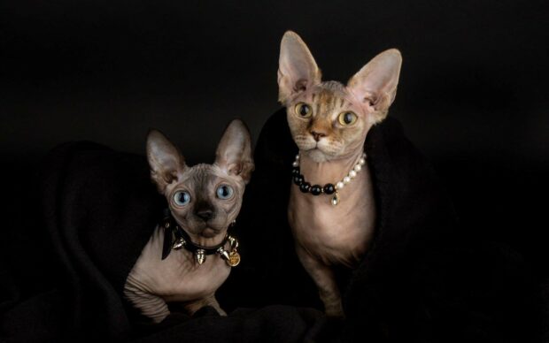 Two sphynx cats wearing collars sitting on black fabric