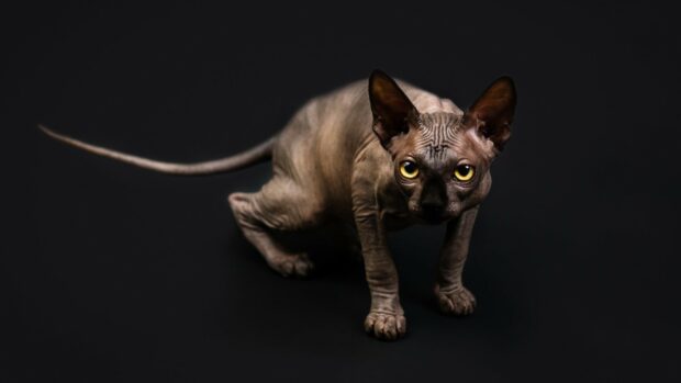 A sphynx cat with yellow eyes and wrinkled skin standing on a black surface