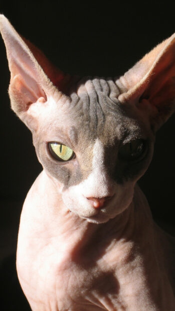 Close up of sphynx cat showing its unique wrinkled skin and green eyes