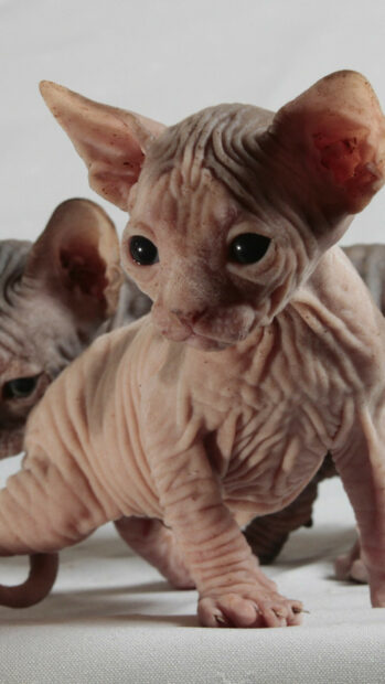 Young sphynx cat with wrinkled skin and large ears standing on white surface