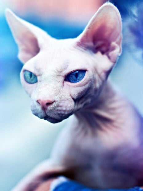 Close up of a sphynx cat with striking blue eyes looking away