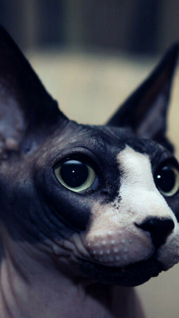 Close up of a sphynx cat with striking eyes and detailed skin textures
