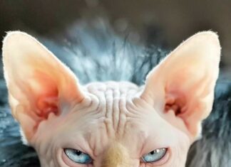 Hairless cat with piercing blue eyes resting on a soft blanket