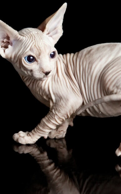 Hairless cat with wrinkled skin and large eyes on a black reflective surface
