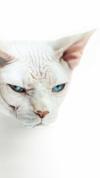 Close up of a sphynx cat showing its unique wrinkled skin and blue eyes
