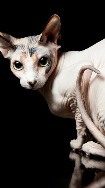 Hairless sphynx cat with large eyes sitting on a reflective surface