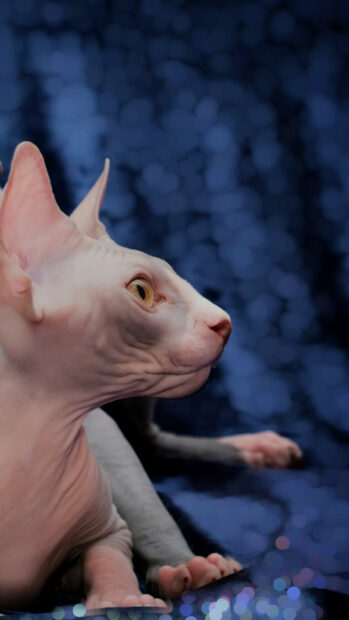 Sphynx cat with yellow eyes lying on a blue bokeh background
