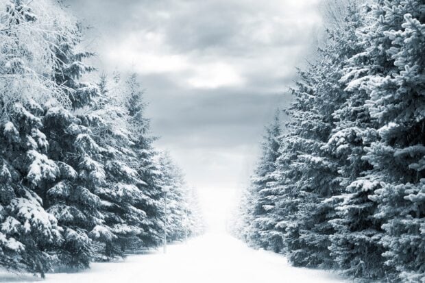 Snow covered spruce trees lining a winter road under a cloudy sky