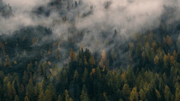 Dense spruce forest covered with mist and autumn colors in a mountainous area