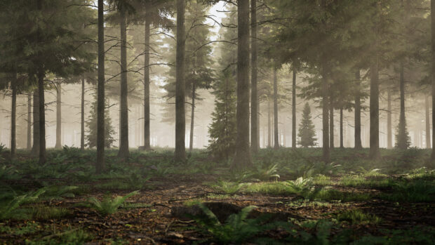 Dense spruce forest with fern ground cover in early morning light