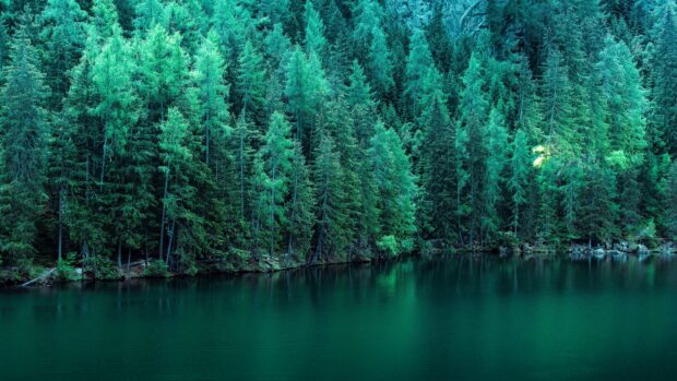 Dense spruce trees reflected in calm lake waters in a vibrant green forest landscape