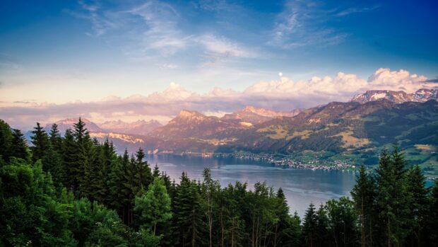 Evergreen spruce trees overlooking a serene lake with mountains in the background