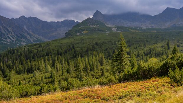 Lush green spruce trees cover the mountainous landscape under a cloudy sky
