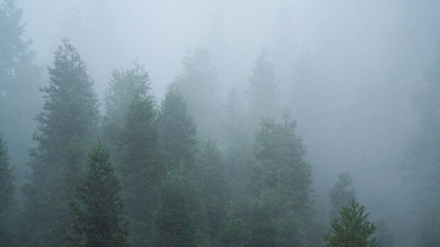 Misty forest of spruce trees towering through thick fog in a natural landscape