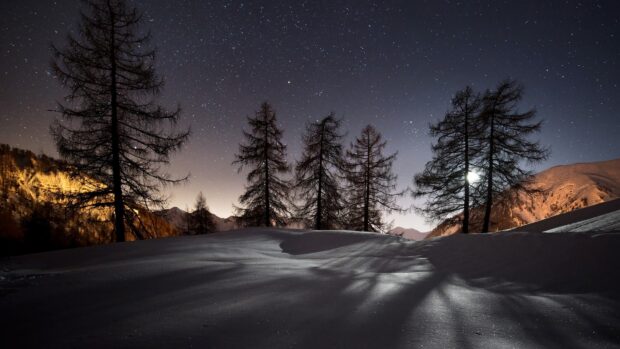 Silhouettes of spruce trees casting shadows on snow under a starry night sky