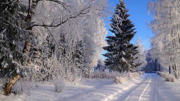 Snow covered spruce trees and frosty branches in a winter forest scene