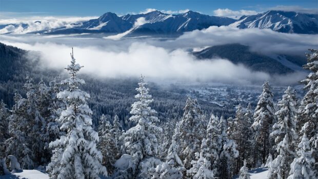 Snow covered spruce trees in a winter mountain landscape with mist and peaks visible