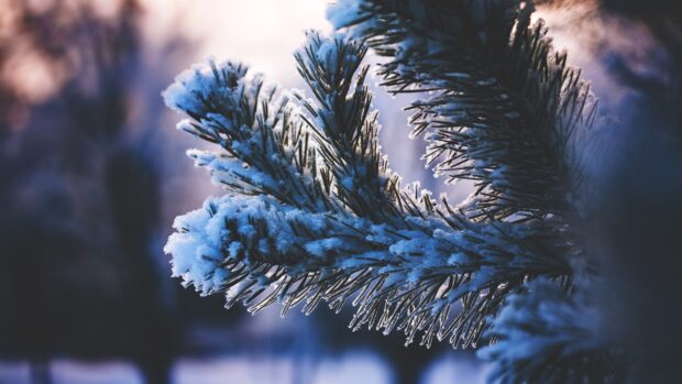 Close up of spruce branch covered with snow in winter forest