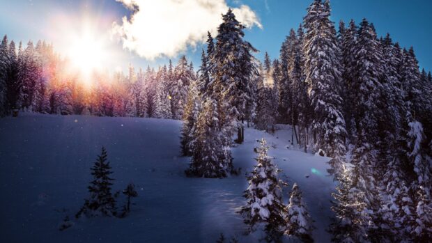 Snow covered spruce trees in winter forest with sunlight shining through the sky