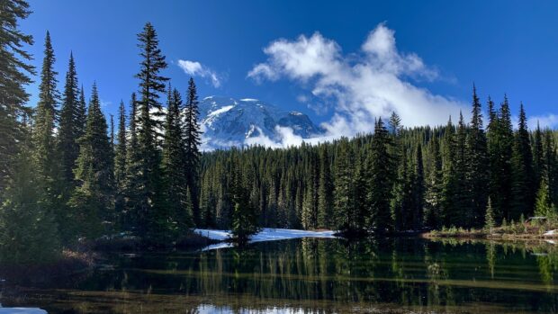 Snowy mountain behind spruce trees near calm lake in clear sky