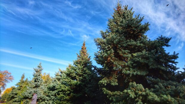 Tall spruce trees under a clear blue sky on a bright sunny day